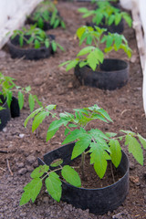 Seedling tomato. Grown tomato sprouts in individual plastic pots. Hothouse gardening. Greenhouse on a farm for cultivation of tomato seedlings
