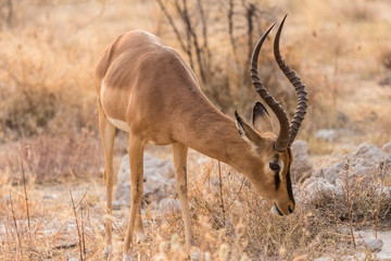 Impala
