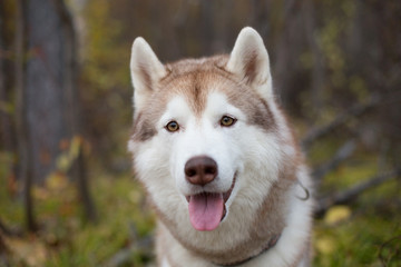 Close-up Portrait of Cute Beige and white dog breed Siberian Husky in summer season on a forest background. Image of beautiful husky male