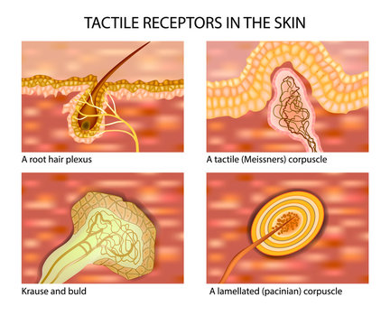 TACTILE RECEPTORS IN THE SKIN. Touch and the Sensory Receptors 