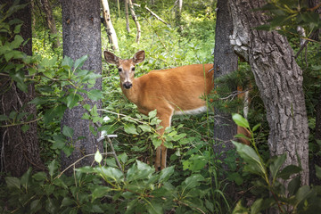 Deer in the Glacier National Park, Montana, USA