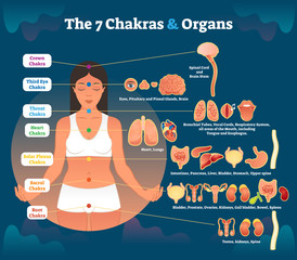 7 chakra healing and corresponding inner organ groups, vector illustration diagram. - obrazy, fototapety, plakaty