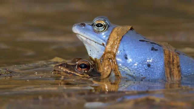 Blue moor frog (Rana arvalis) mating