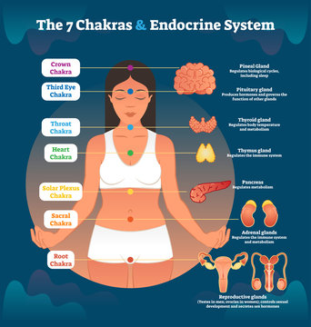 7 Chakras and Endocrine System, Esoteric Healing Therapy Vector Illustration Diagram Scheme.