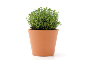Fototapeta premium Thymus vulgaris