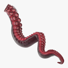 Octopus Tentacle on white. 3D illustration - 200242795