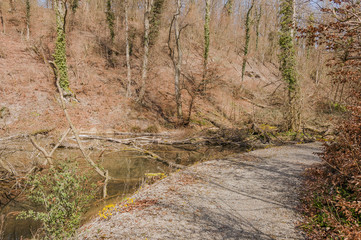 Rheinfelden, Rhein, Rheinufer, Hochrhein, Uferweg, Rheinuferweg, Möhlin, Wanderweg, Wald, Waldweg, Aargau, Fricktal, Frühling, Schweiz