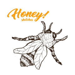 Honey Sketch Bee, Honey Hand Drawn Superfood Organic Products Design, Vector Illustration. Black Outline Engraving Elements.Vintage Isolated Vector Illustration