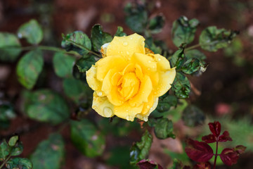 Beautiful bush of yellow roses in a spring garden. Rose garden.