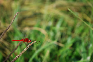 dragonfly on green background