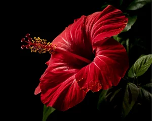Photo sur Plexiglas Fleurs Hibiscus flower