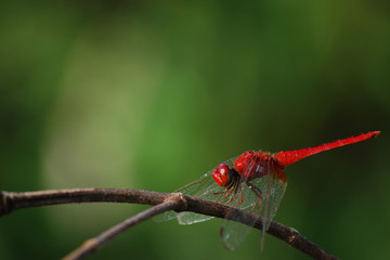 dragonfly on green background