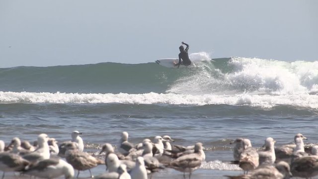 Surfing Professional