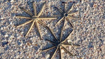 Seesterne, groß am Strand von Sanibel Island, Florida © Omm-on-tour