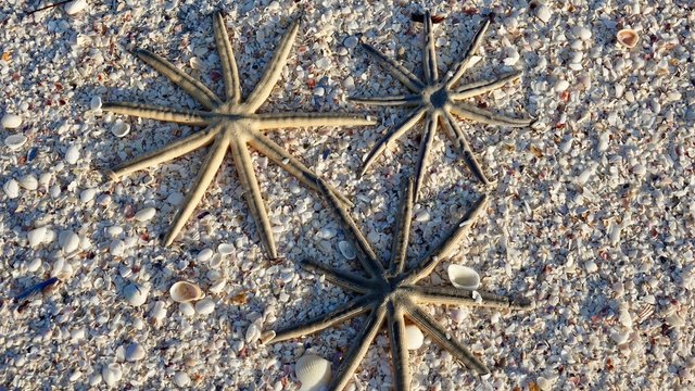 Seesterne, gro&szlig; am Strand von Sanibel Island, Florida