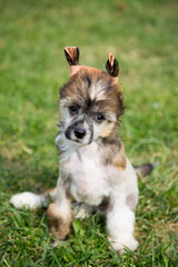 Close-up Portrait of sweet puppy breed Chinese Crested dog sitting in the green grass on sunny day in summer