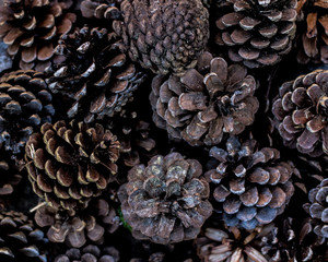 Pine cones