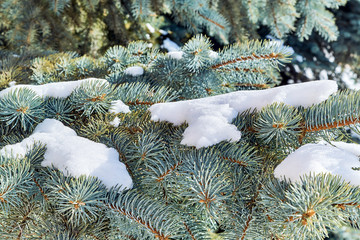 On the branches of pine or fir wood lies white with snow. The sun shines brightly. The branches are illuminated by bright sunlight. Festive mood. Snow covers several twigs.