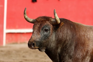 bull in spanish