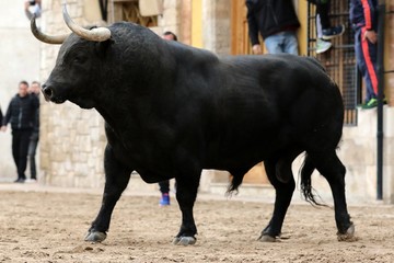 bull in spanish