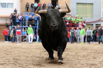 bull in spanish