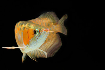 gold arowana