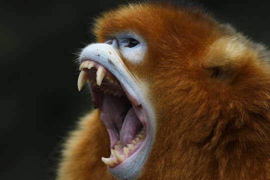 Close up of golden snub nosed monkey