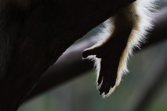 Close up of golden snub nosed monkey hand