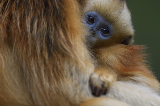 Portrait of baby Golden Snub-nosed Monkey