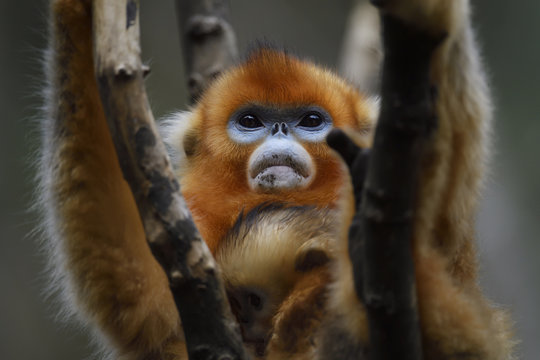 Golden snub nosed monkey with her baby on branch