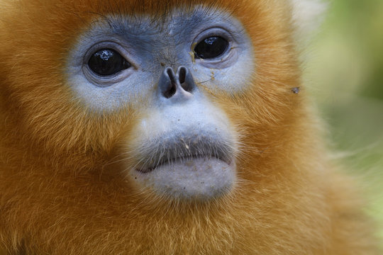 Portrait of Golden Snub-nosed Monkey
