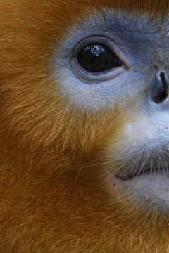 Vertical Portrait of Golden Snub-nosed Monkey
