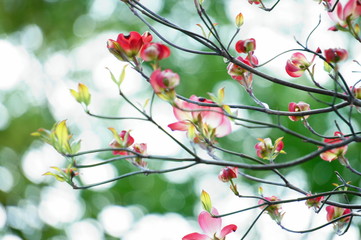 花水木　はなみずき　ハナミズキ