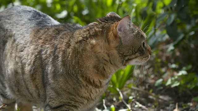 chat dans un jardin 