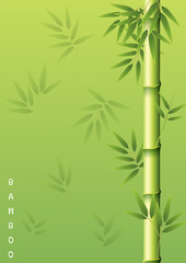 Fototapeta na wymiar Bamboo tree with green leaves
