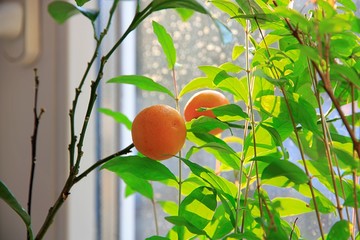 pomarańcza lub grejpfrut rosnące w domowej doniczce, deszcz i słońce za oknem  - obrazy, fototapety, plakaty
