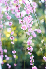 京都城南宮の枝垂れ梅