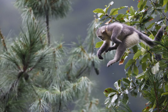 Yunnan or Black Snub-nosed monkeys jumping between trees