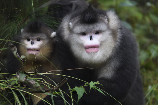 Two Yunnan or Black Snub-nosed monkeys sitting on the ground