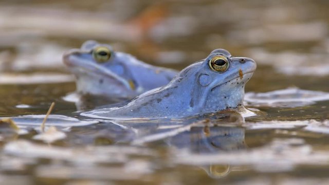 Blue moor frog (Rana arvalis) 