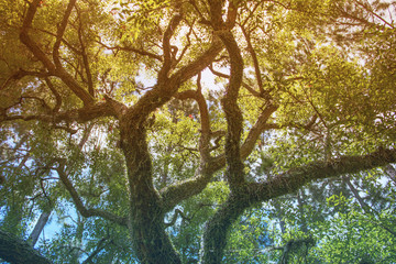 Tree Argentina