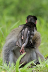 baby monkey play with it's mother