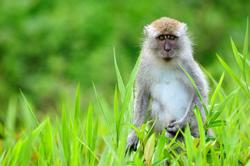 monkey with green background 