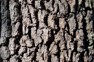 Tree bark background