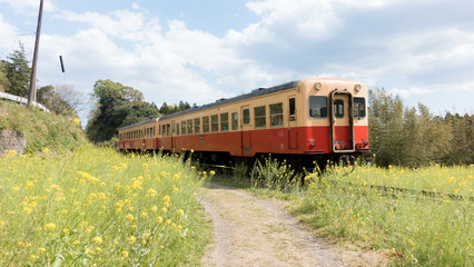 The Kominato Railway runs through field of canola flower during spring in Japan.