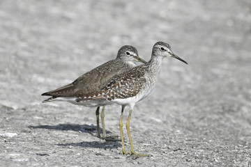 Bird:Portrait of Pair of Sandpipers