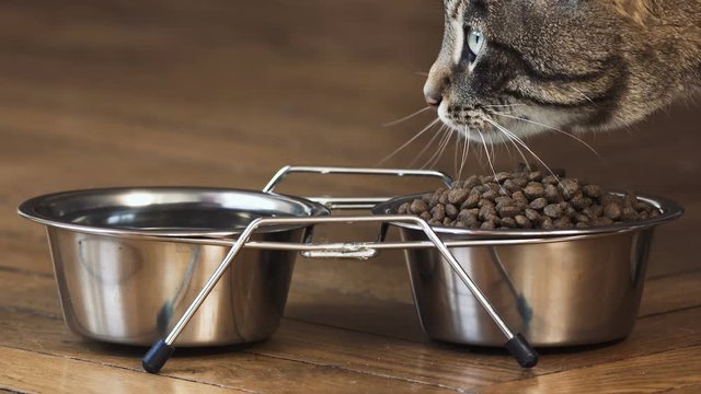 chat en gros plan qui mange,  2 bols en chrome design avec des croquettes, beau chat tigr&eacute;