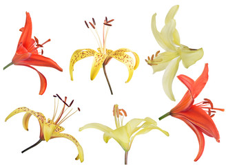 set of six lily flower blooms isolated on white