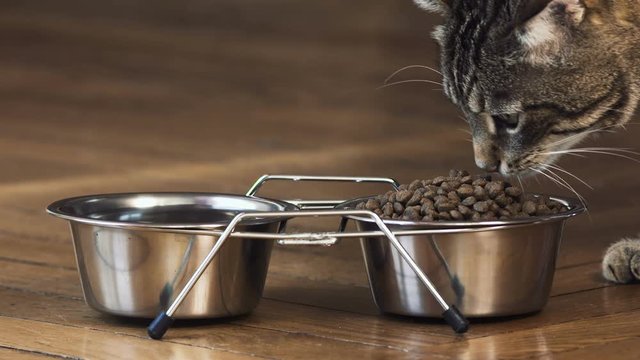 chat en gros plan qui mange,  2 bols en chrome design avec des croquettes, beau chat tigr&eacute;