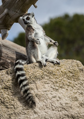 Lemur Madagascar